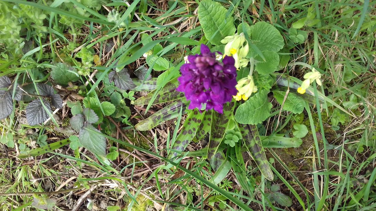 Au Jardin Des Violettes Acomodação com café da manhã Maheru Exterior foto